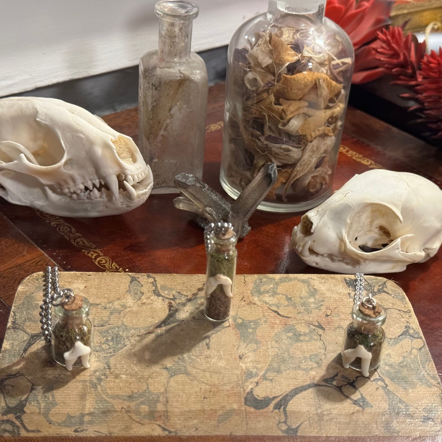 Coyote Tooth Vials